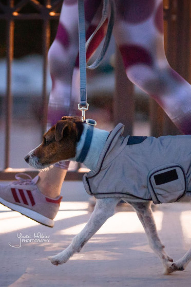Kentucky Dogwear Dog Coat Reflective & Water Repellent Kentucky Dogwear Dog Coat Reflective & Water Repellent
