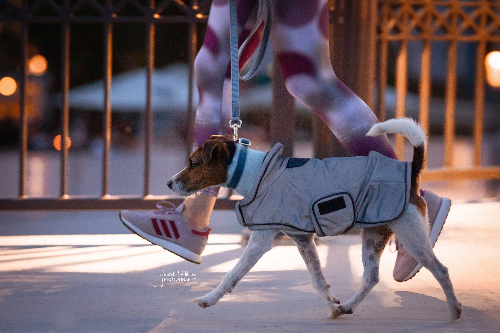Kentucky Dogwear Dog Coat Reflective & Water Repellent Kentucky Dogwear Dog Coat Reflective & Water Repellent