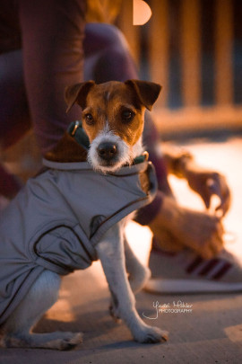 Kentucky Dogwear Dog Coat Reflective & Water Repellent Kentucky Dogwear Dog Coat Reflective & Water Repellent