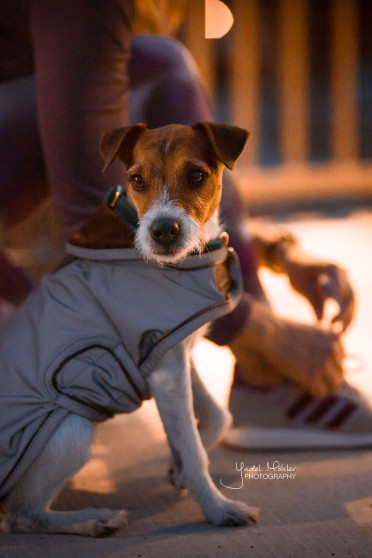 Kentucky Dogwear Dog Coat Reflective & Water Repellent Kentucky Dogwear Dog Coat Reflective & Water Repellent