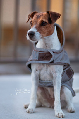 Kentucky Dogwear Dog Coat Reflective & Water Repellent Kentucky Dogwear Dog Coat Reflective & Water Repellent