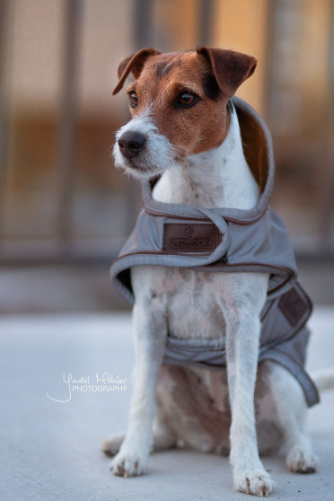 Kentucky Dogwear Dog Coat Reflective & Water Repellent Kentucky Dogwear Dog Coat Reflective & Water Repellent