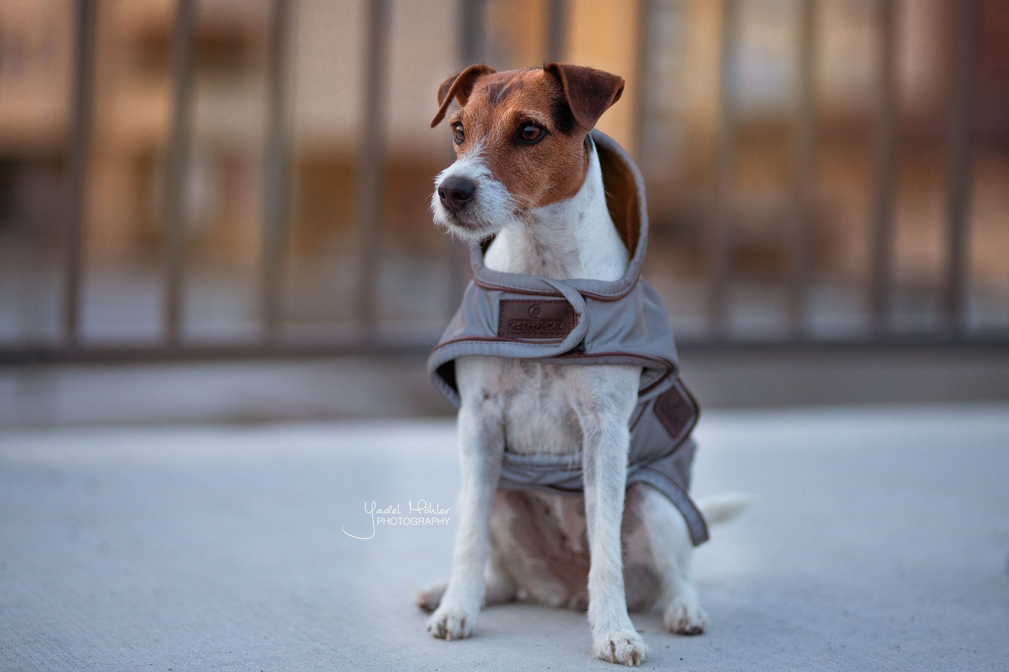 Kentucky Dogwear Dog Coat Reflective & Water Repellent Kentucky Dogwear Dog Coat Reflective & Water Repellent