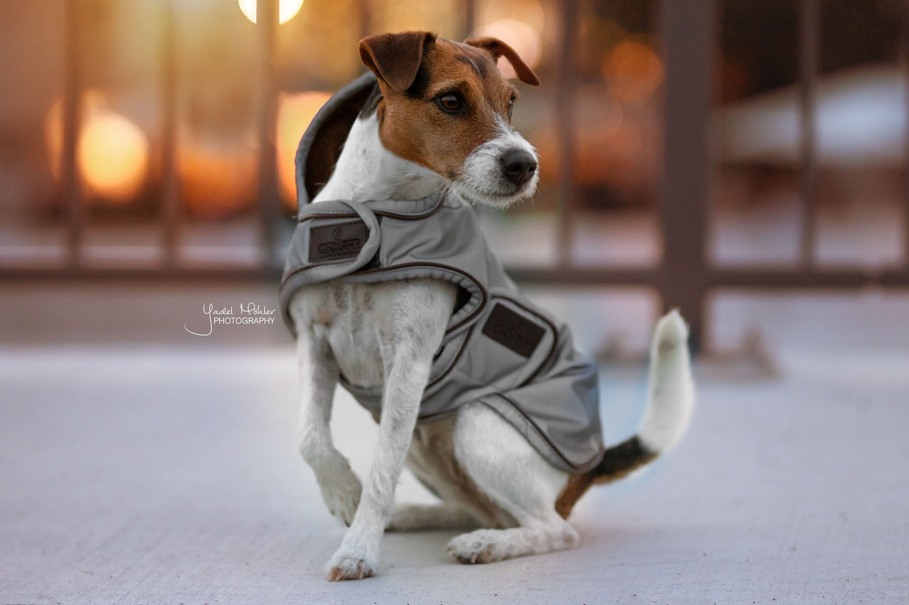 Kentucky Dogwear Dog Coat Reflective & Water Repellent Kentucky Dogwear Dog Coat Reflective & Water Repellent