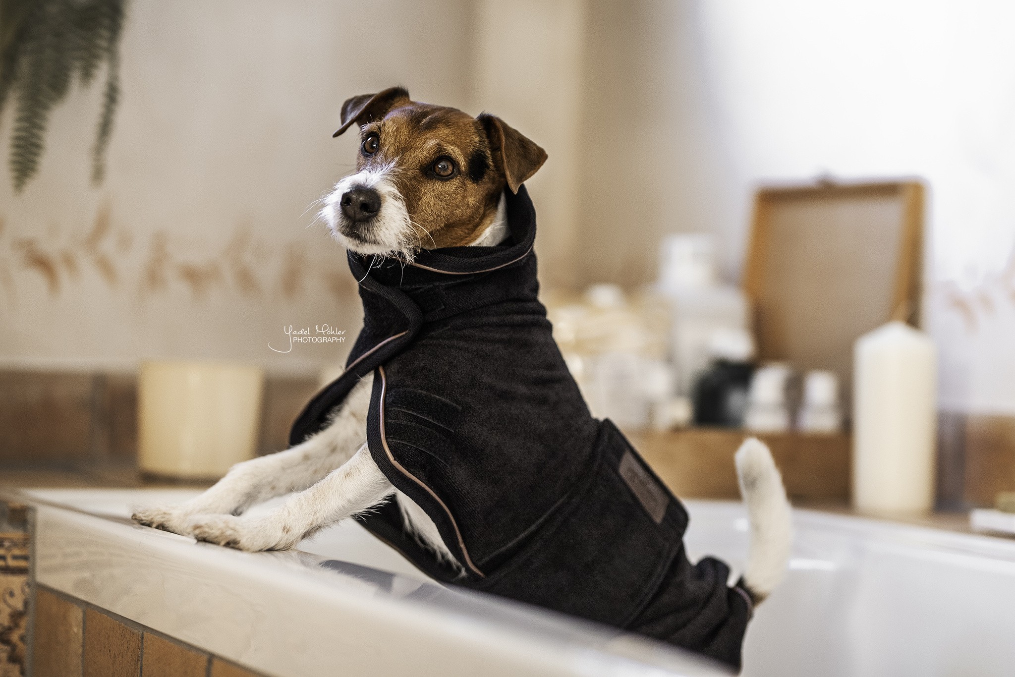 Kentucky Dogwear Dog Coat Towel Kentucky Dogwear Dog Coat Towel