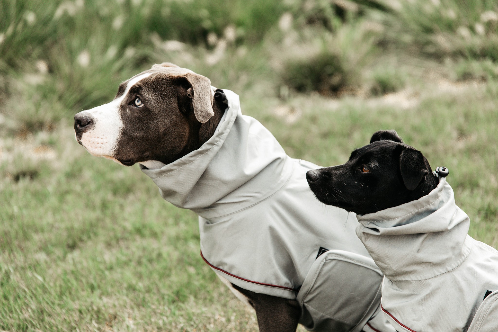 Kentucky Dogwear Dog Rain Coat, goed passende ongevoerde regenjas Kentucky Dogwear Dog Rain Coat, goed passende ongevoerde regenjas
