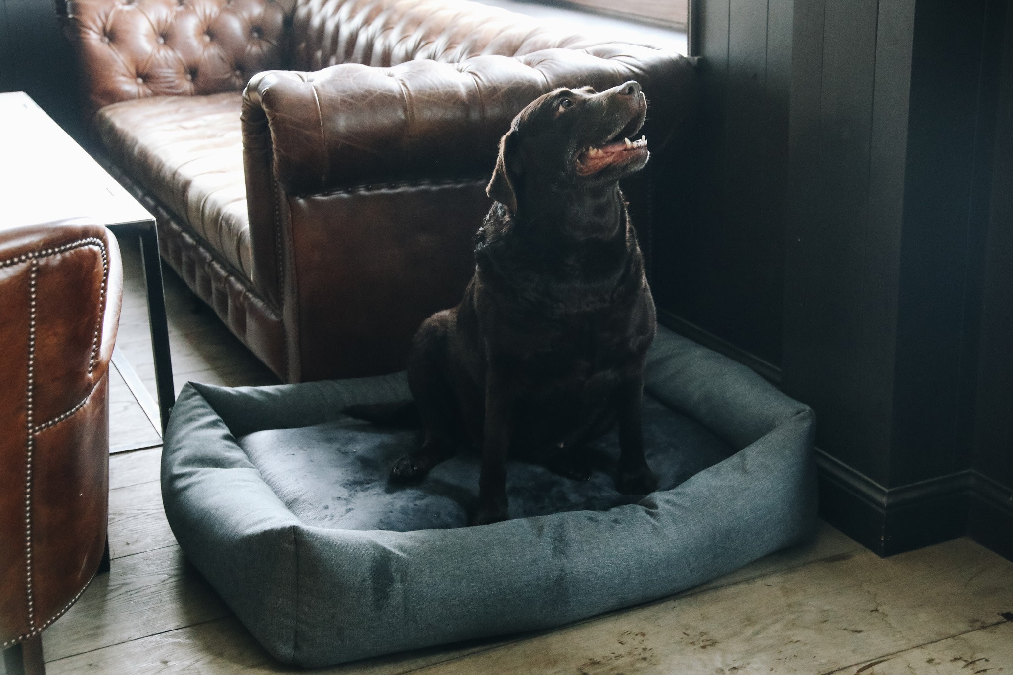 Kentucky Dogwear Dog Bed Soft Pillow Kentucky Dogwear Dog Bed Soft Pillow