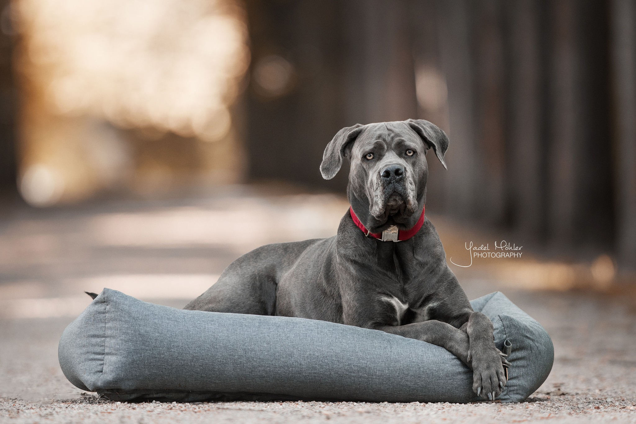 Kentucky Dogwear Dog Bed Soft Pillow Kentucky Dogwear Dog Bed Soft Pillow