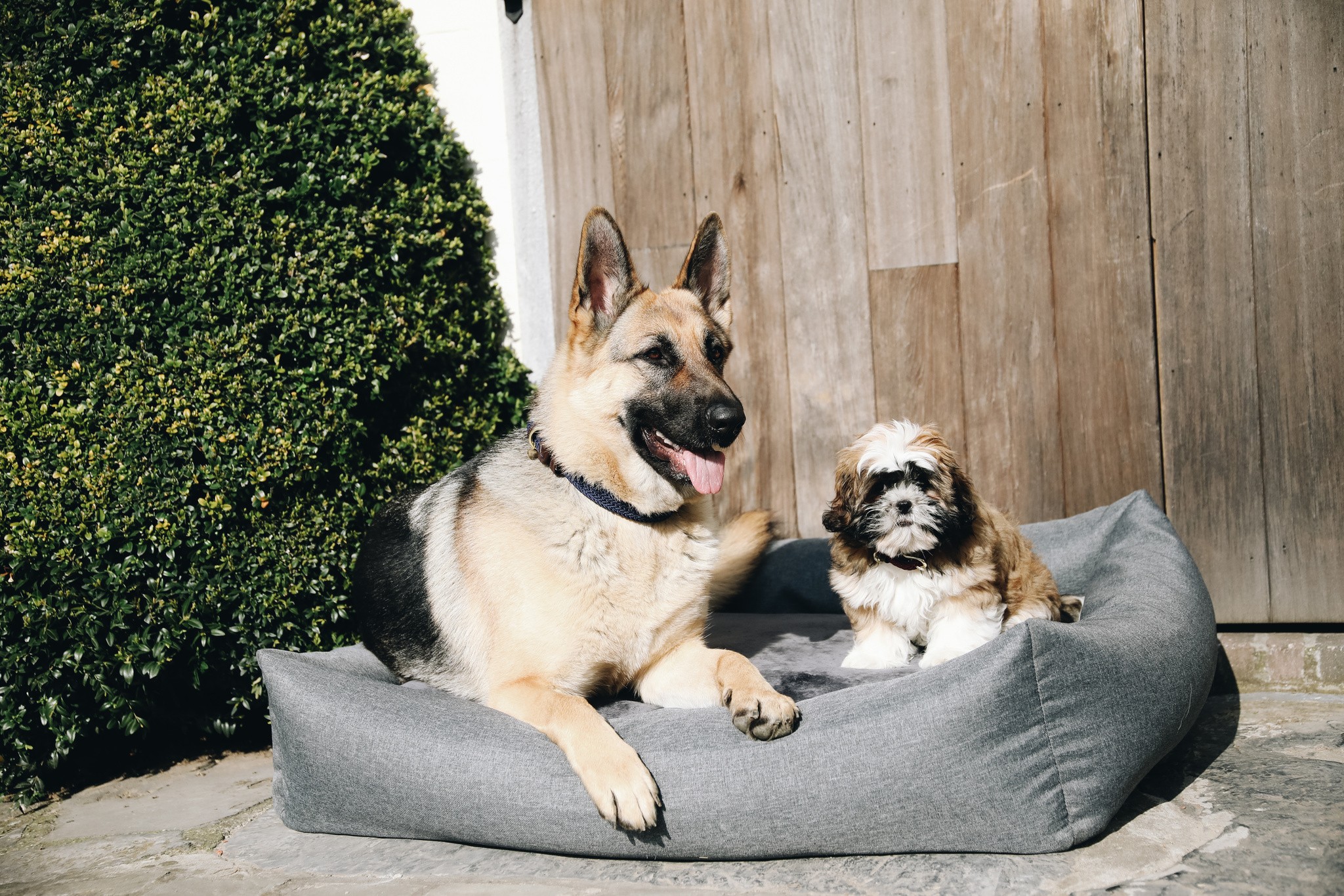 Kentucky Dogwear Dog Bed Soft Pillow Kentucky Dogwear Dog Bed Soft Pillow