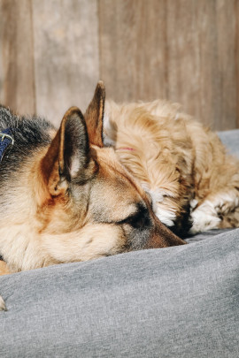 Kentucky Dogwear Dog Bed Soft Pillow Kentucky Dogwear Dog Bed Soft Pillow