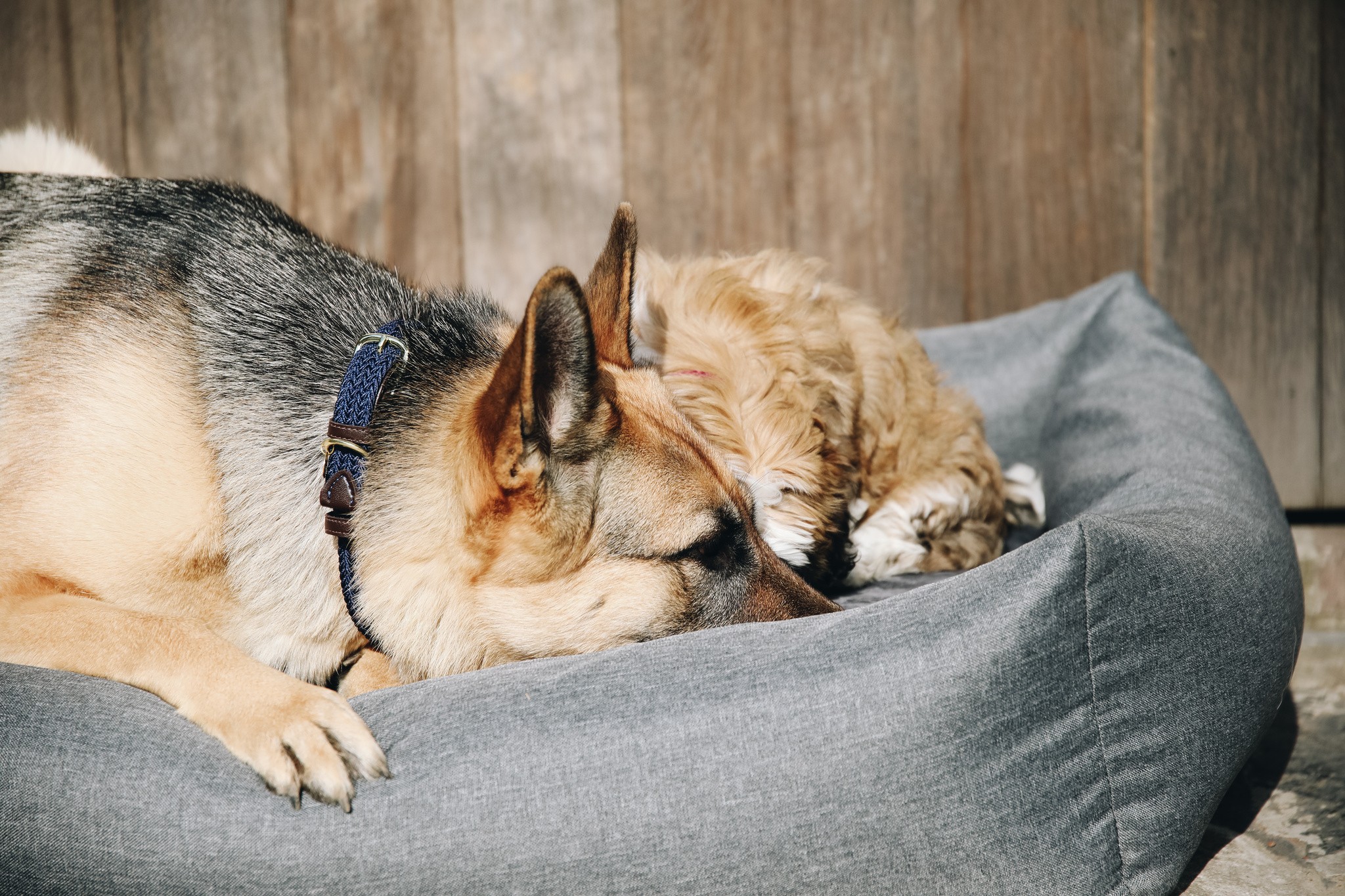 Kentucky Dogwear Dog Bed Soft Pillow Kentucky Dogwear Dog Bed Soft Pillow