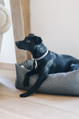 Kentucky Dogwear Dog Bed Soft Pillow Kentucky Dogwear Dog Bed Soft Pillow