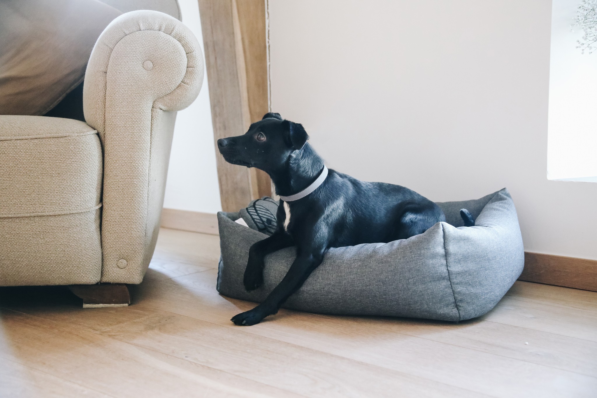 Kentucky Dogwear Dog Bed Soft Pillow Kentucky Dogwear Dog Bed Soft Pillow