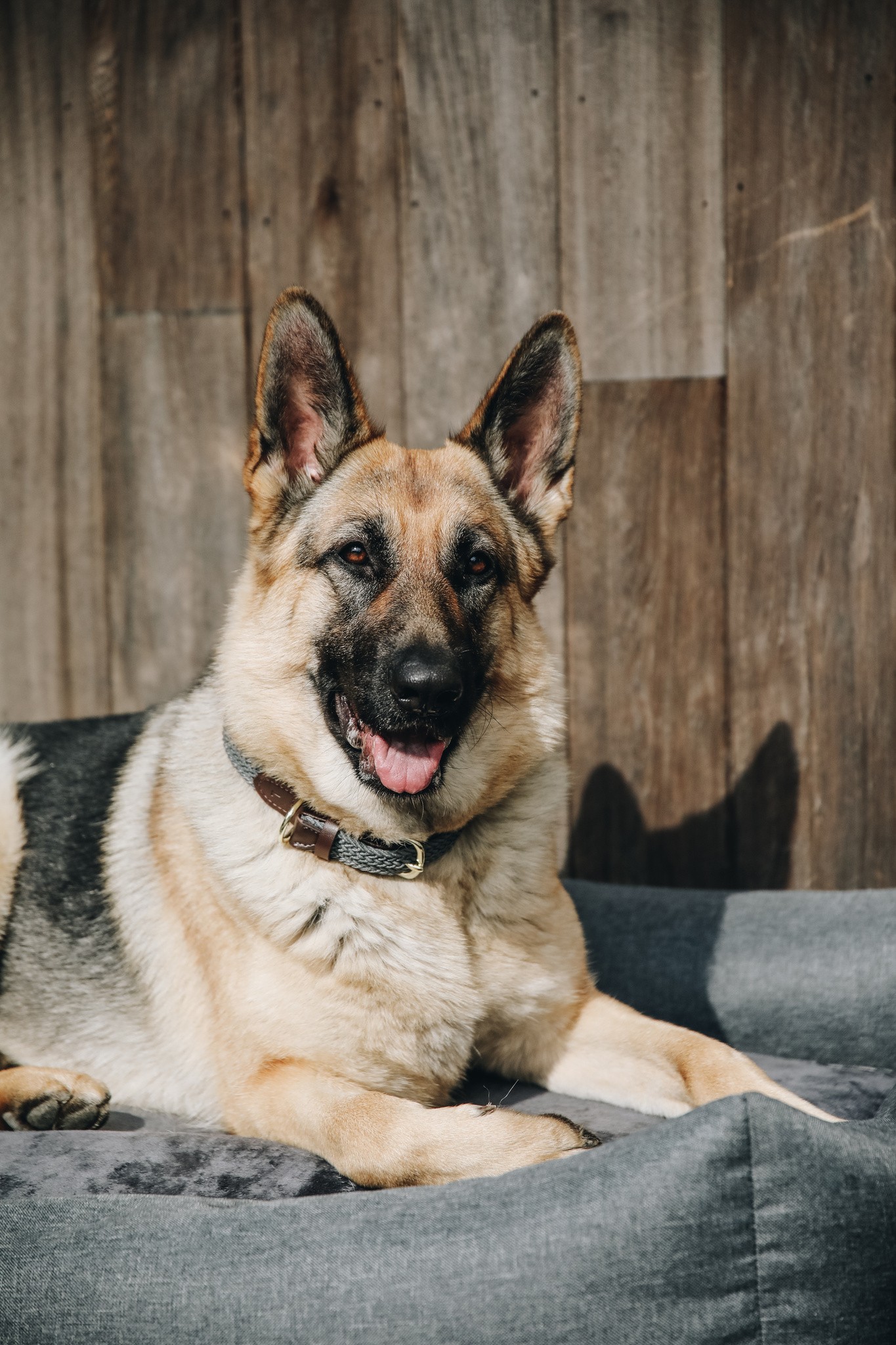 Kentucky Dogwear Dog Bed Soft Pillow Kentucky Dogwear Dog Bed Soft Pillow