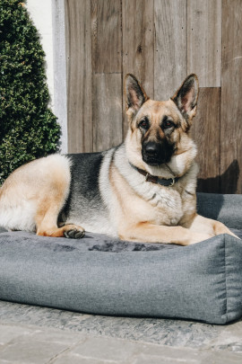 Kentucky Dogwear Dog Bed Soft Pillow Kentucky Dogwear Dog Bed Soft Pillow