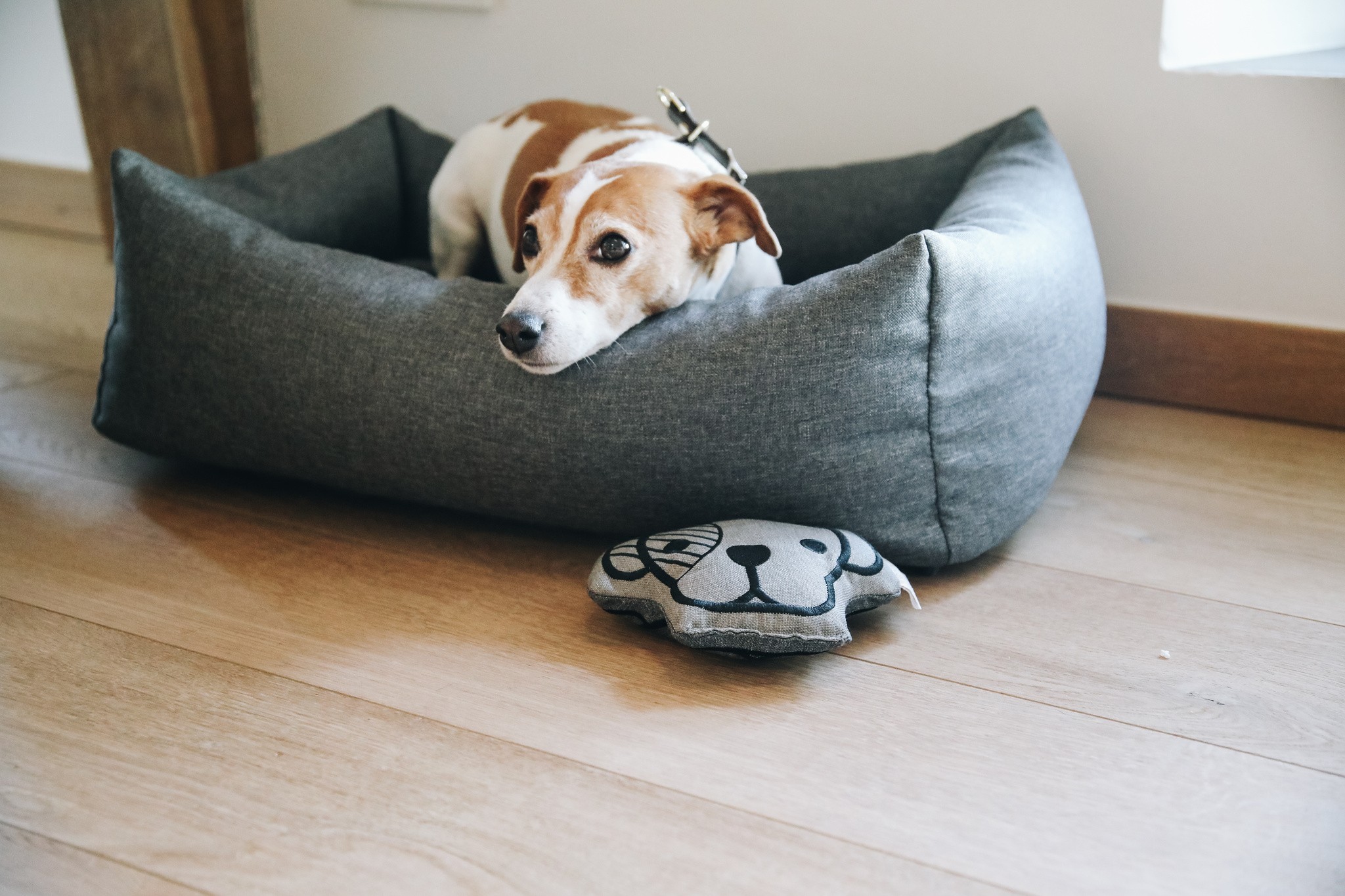 Kentucky Dogwear Dog Bed Soft Pillow Kentucky Dogwear Dog Bed Soft Pillow