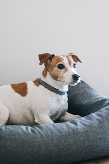 Kentucky Dogwear Dog Bed Soft Pillow Kentucky Dogwear Dog Bed Soft Pillow