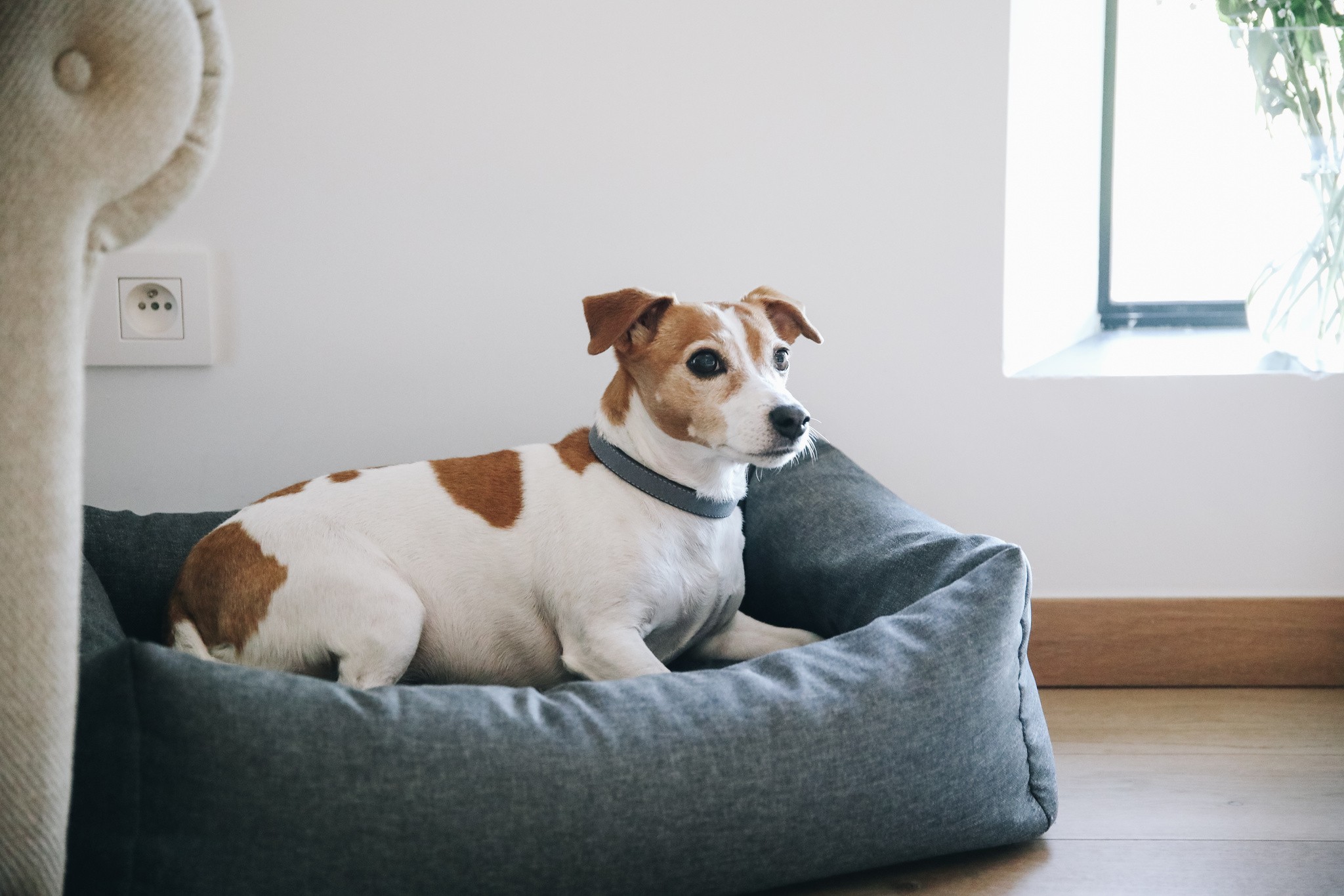 Kentucky Dogwear Dog Bed Soft Pillow Kentucky Dogwear Dog Bed Soft Pillow