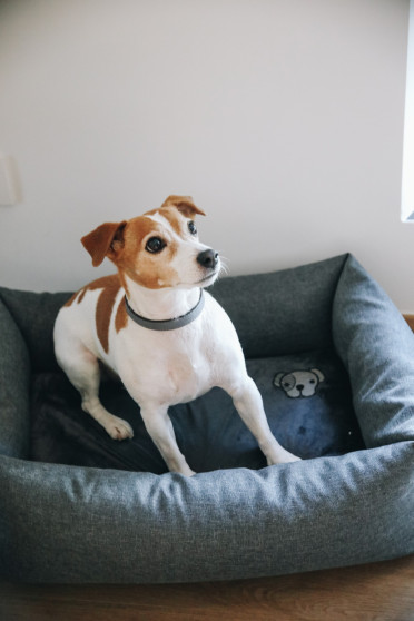 Kentucky Dogwear Dog Bed Soft Pillow Kentucky Dogwear Dog Bed Soft Pillow