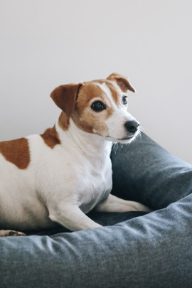 Kentucky Dogwear Dog Bed Soft Pillow Kentucky Dogwear Dog Bed Soft Pillow