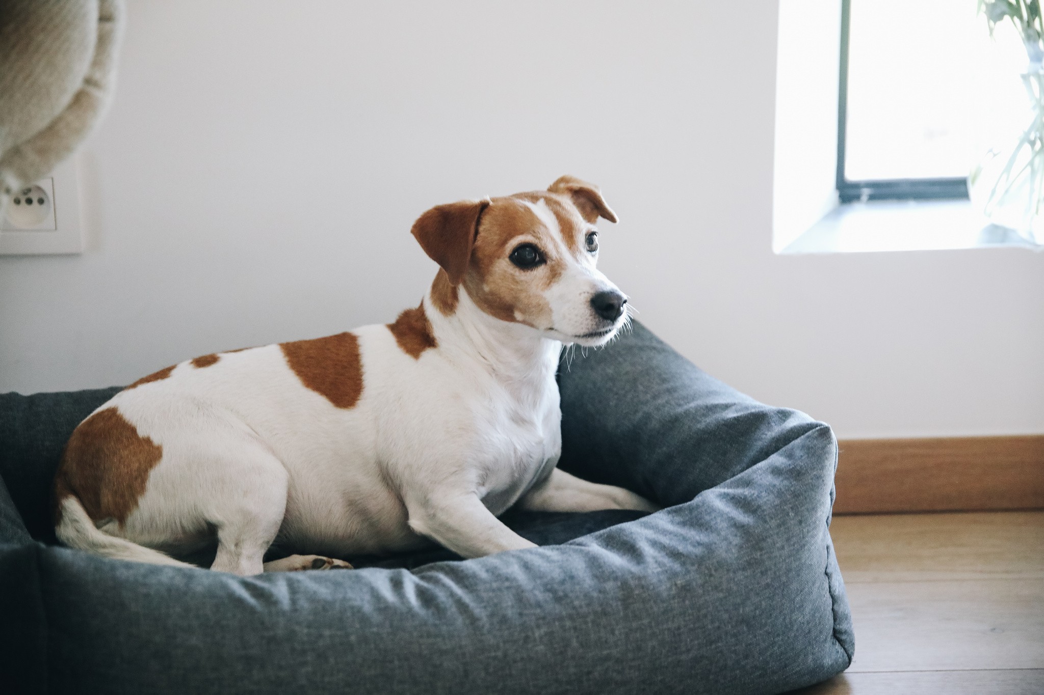 Kentucky Dogwear Dog Bed Soft Pillow Kentucky Dogwear Dog Bed Soft Pillow
