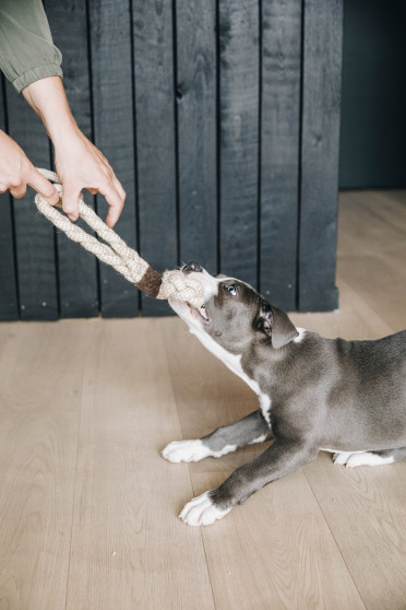 Kentucky Dogwear Dog Toy Cotton Rope 8 Loop Kentucky Dogwear Dog Toy Cotton Rope 8 Loop