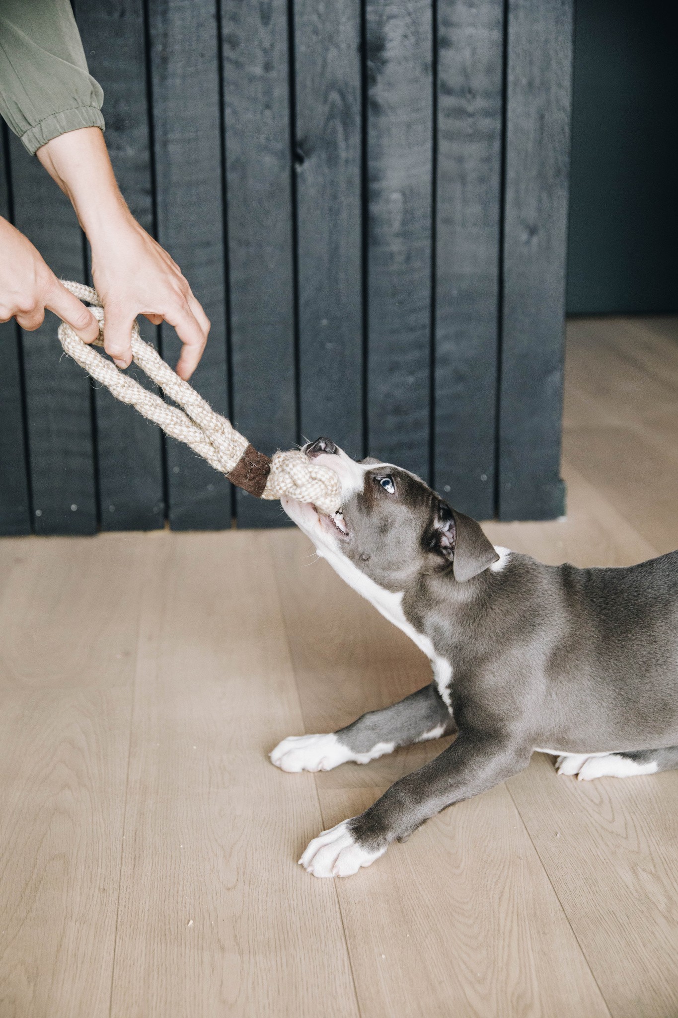 Kentucky Dogwear Dog Toy Cotton Rope 8 Loop Kentucky Dogwear Dog Toy Cotton Rope 8 Loop
