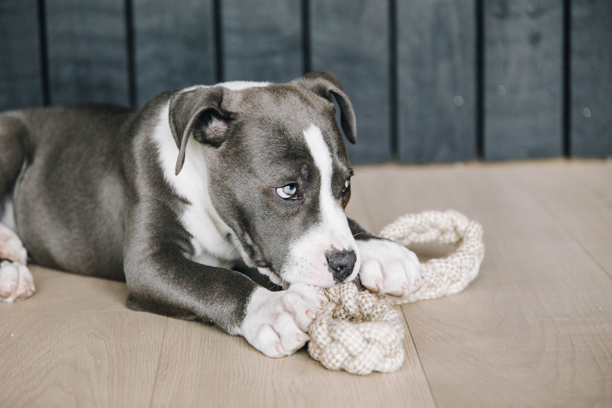 Kentucky Dogwear Dog Toy Cotton Rope 8 Loop Kentucky Dogwear Dog Toy Cotton Rope 8 Loop
