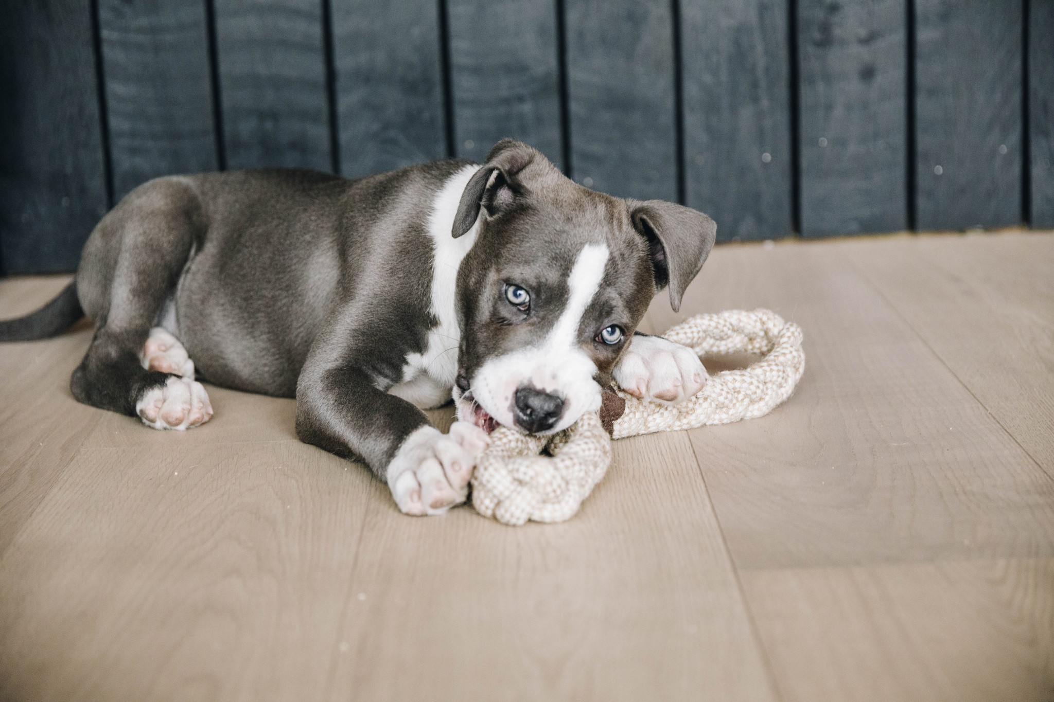 Kentucky Dogwear Dog Toy Cotton Rope 8 Loop Kentucky Dogwear Dog Toy Cotton Rope 8 Loop