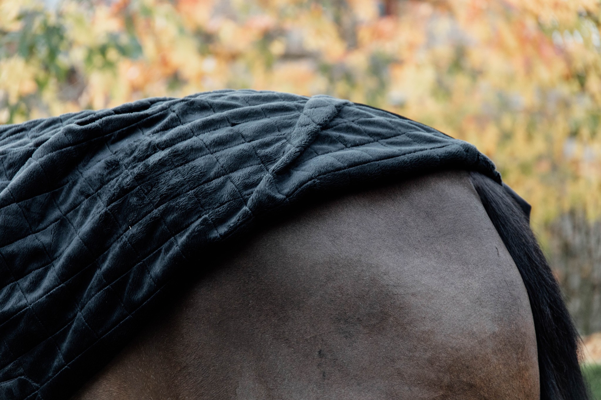 Kentucky Horsewear Stable Rug 0GR Black Black Kentucky Horsewear Stable Rug 0GR Black Black
