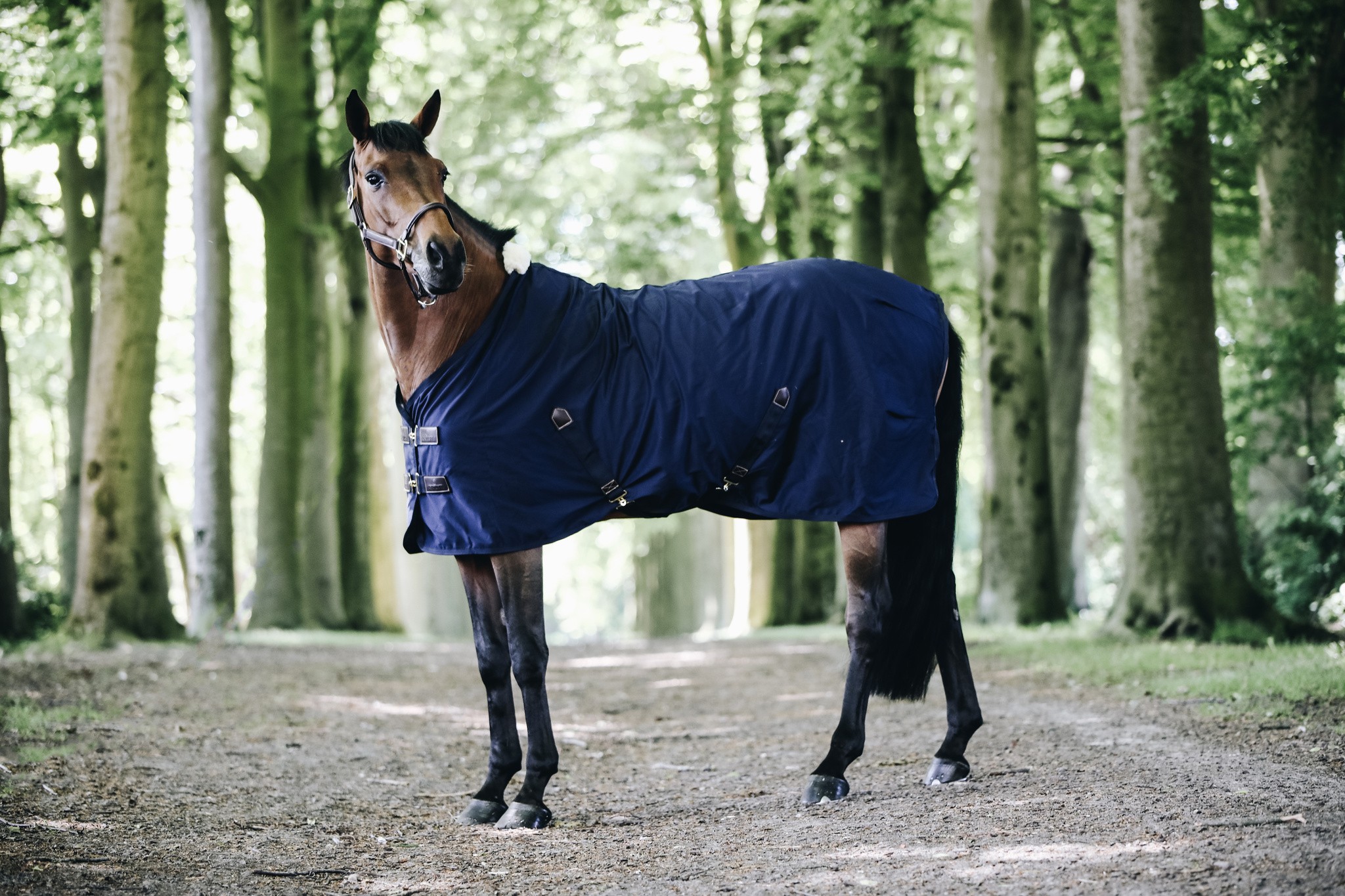 Cotton Sheet keeps your horse comfortable during summer or transport. Cotton Sheet keeps your horse comfortable during summer or transport.