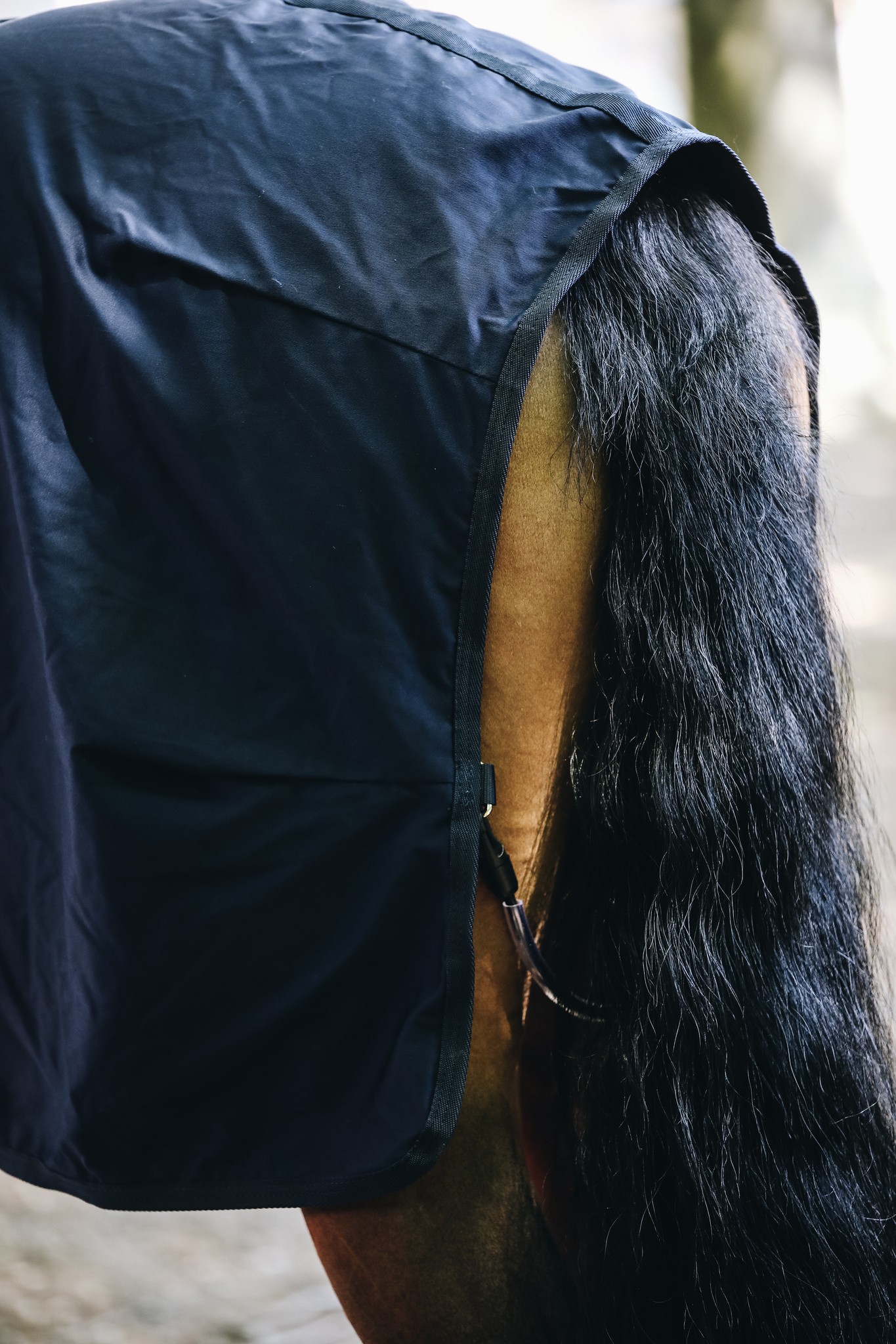 Cotton Sheet keeps your horse comfortable during summer or transport. Cotton Sheet keeps your horse comfortable during summer or transport.