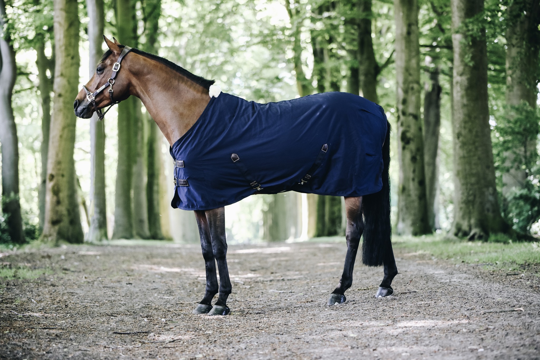 Cotton Sheet keeps your horse comfortable during summer or transport. Cotton Sheet keeps your horse comfortable during summer or transport.