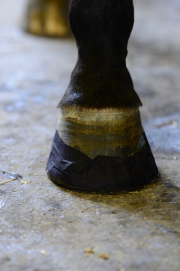 Kentucky Hoefstape Kentucky Hoefstape