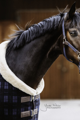 Kentucky Horsewear Fleece Rug Show Heavy Check Printing, ook in meerdere kleuren leverbaar Kentucky Horsewear Fleece Rug Show Heavy Check Printing, ook in meerdere kleuren leverbaar