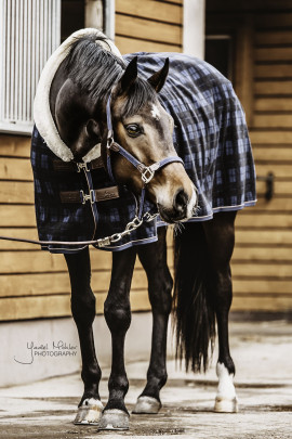 Kentucky Horsewear Fleece Rug Show Heavy Check Printing, ook in meerdere kleuren leverbaar Kentucky Horsewear Fleece Rug Show Heavy Check Printing, ook in meerdere kleuren leverbaar
