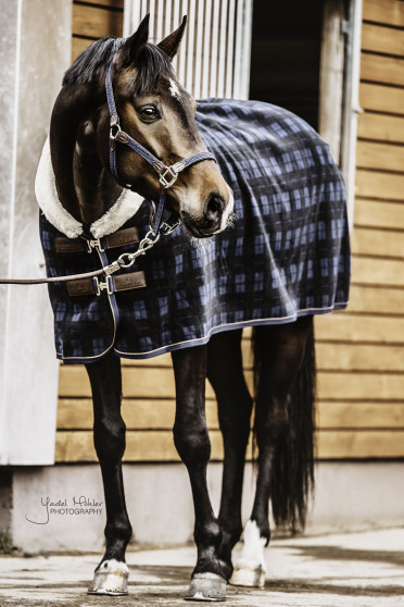 Kentucky Horsewear Fleece Rug Show Heavy Check Printing, ook in meerdere kleuren leverbaar Kentucky Horsewear Fleece Rug Show Heavy Check Printing, ook in meerdere kleuren leverbaar