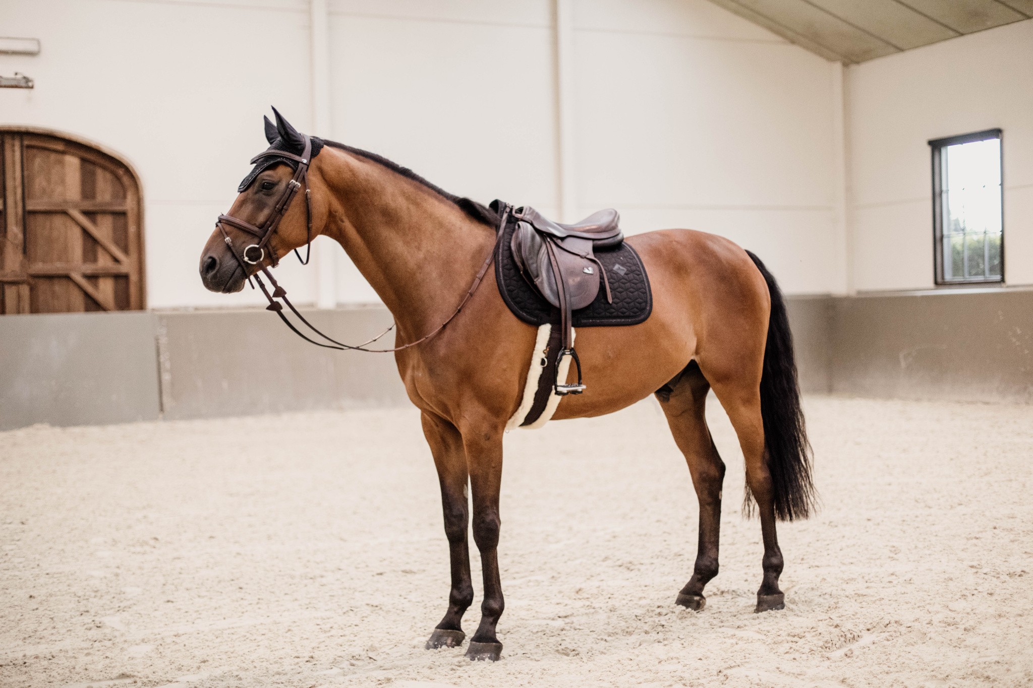 Kentucky Saddlepad Glitter Rope Jumping Kentucky Saddlepad Glitter Rope Jumping