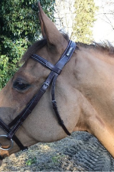 Cavaletti Bridle New Classic Oak