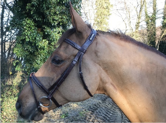 Cavaletti Bridle New Classic Oak