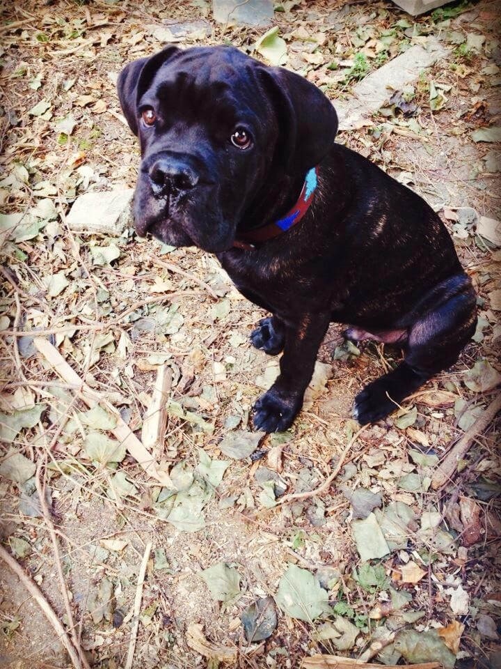 Pampeano Leather Dog Collar Cielo