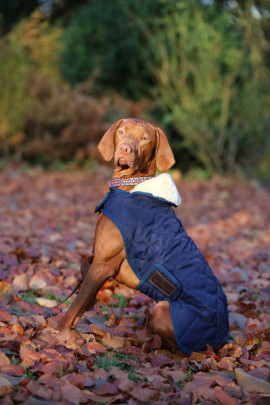 Kentucky Horsewear Dog Coat