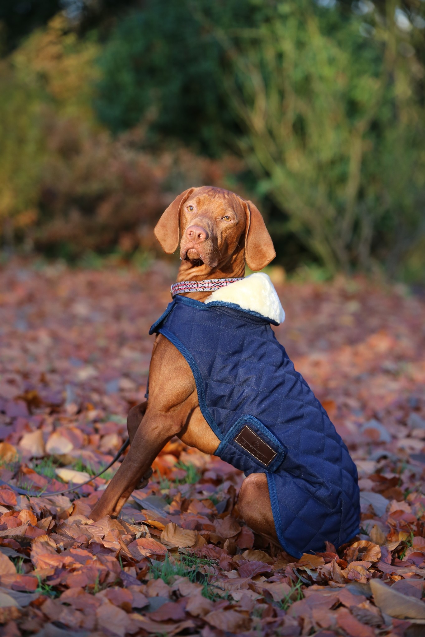Kentucky Horsewear Hondendeken Kentucky Horsewear Hondendeken