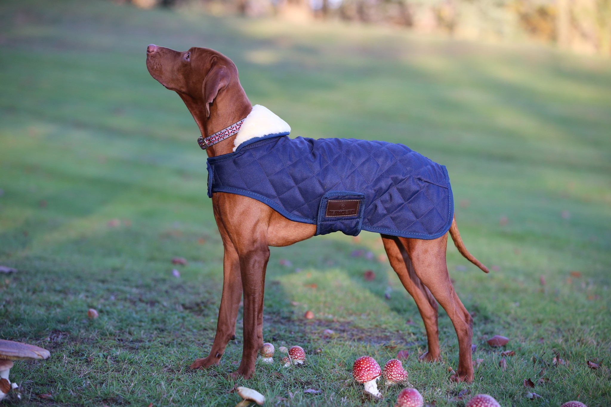 Kentucky Horsewear Hondendeken Kentucky Horsewear Hondendeken