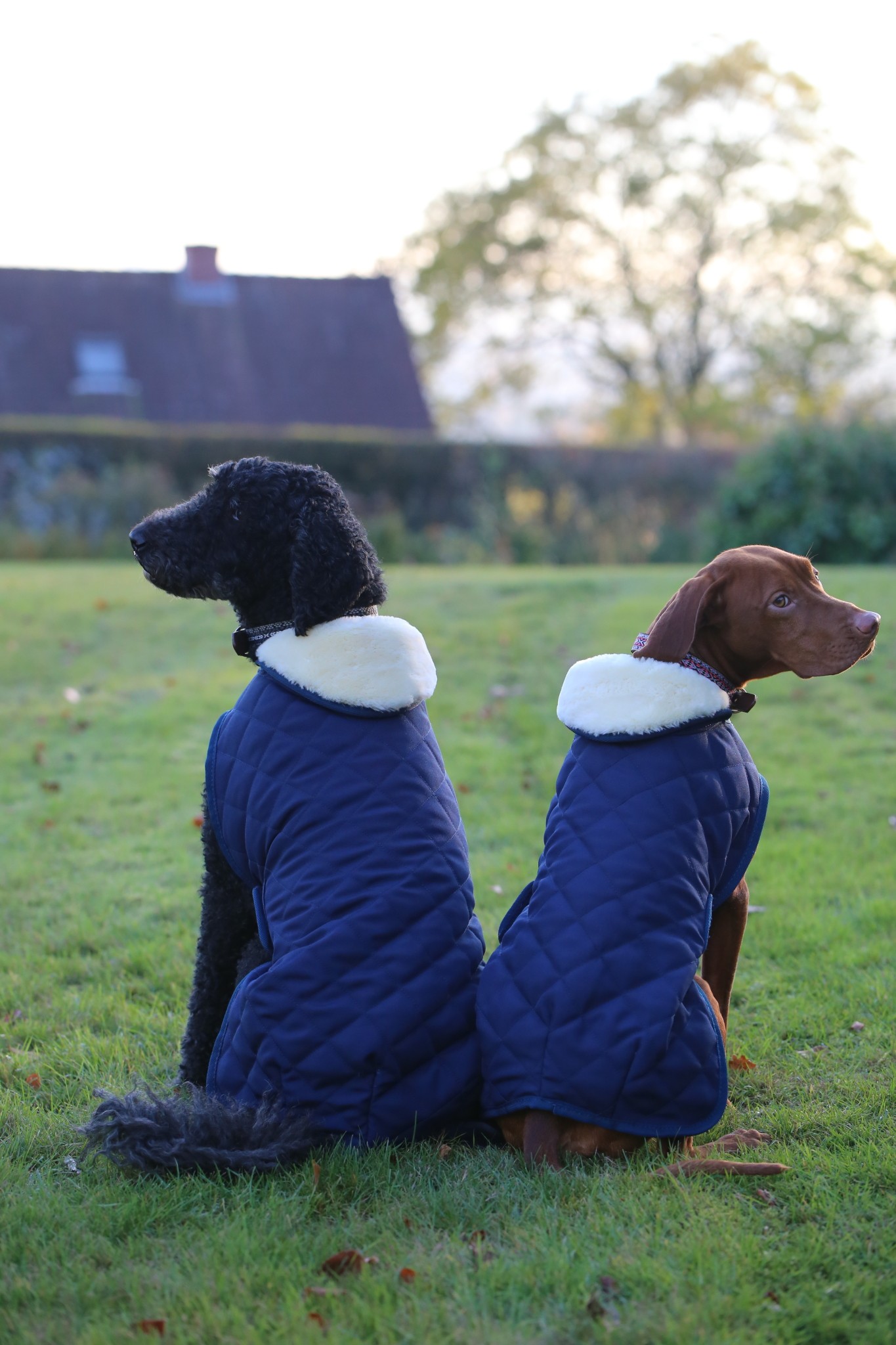 Kentucky Horsewear Hondendeken Kentucky Horsewear Hondendeken