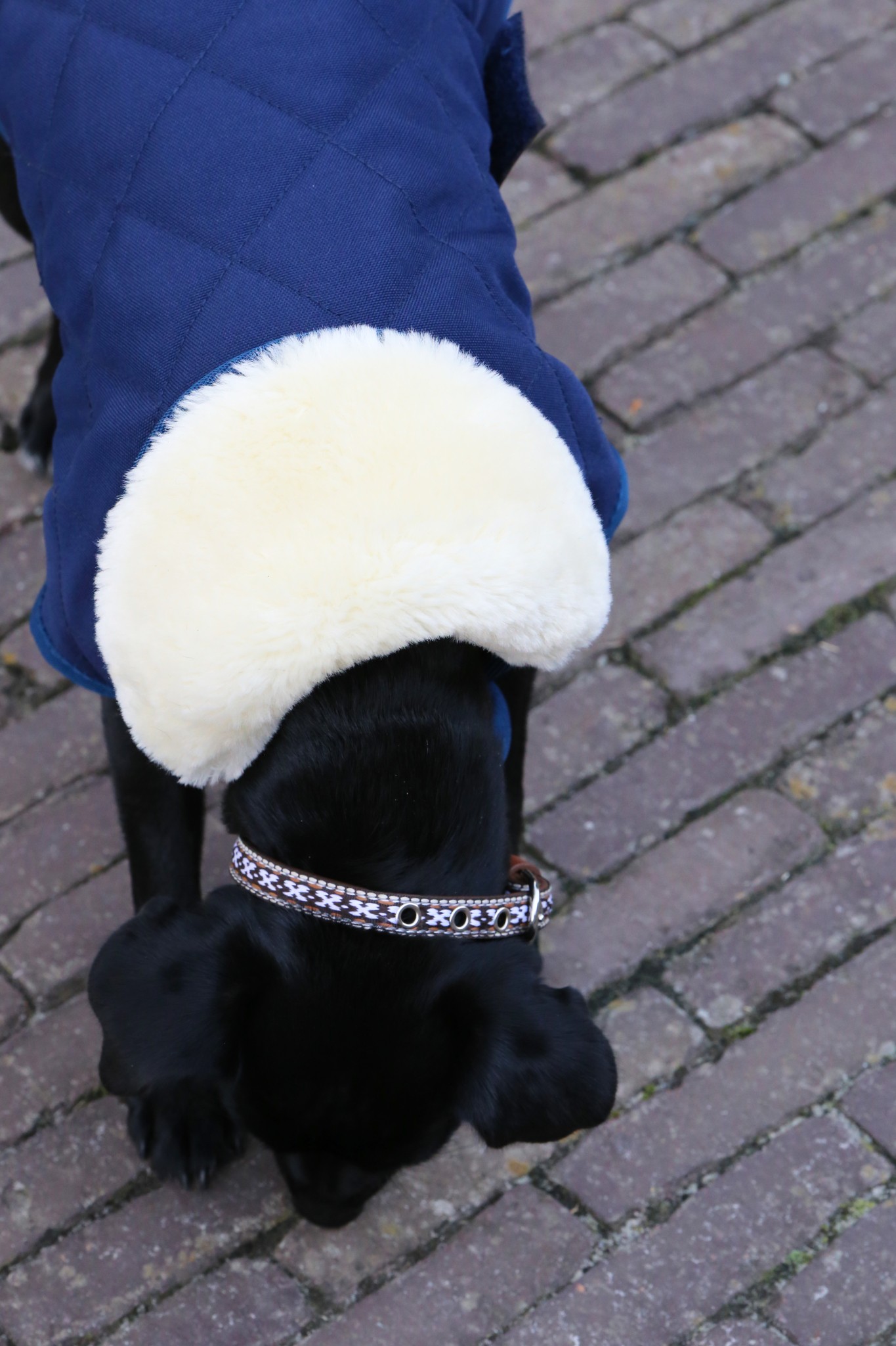 Kentucky Horsewear Hondendeken Kentucky Horsewear Hondendeken