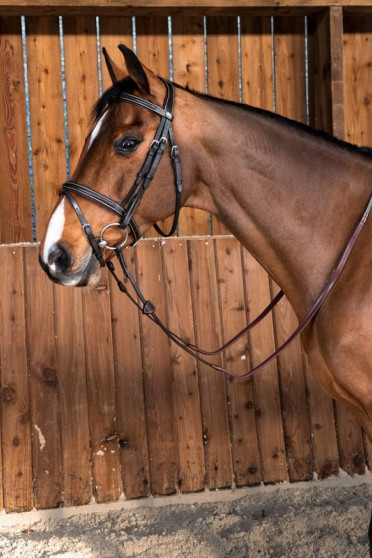 Dyon Classic Flash Noseband Bridle 'Working Collection' Dyon Classic Flash Noseband Bridle 'Working Collection'