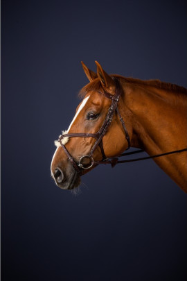 Dyon Figure 8 Noseband Bridle 'New English Collection' Dyon Figure 8 Noseband Bridle 'New English Collection'