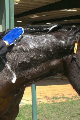 Vetericyn FoamCare Horse Shampoo, PH Neutral for every horse skin Vetericyn FoamCare Horse Shampoo, PH Neutral for every horse skin