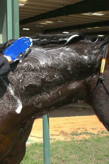 Vetericyn FoamCare Horse Shampoo, PH Neutral for every horse skin Vetericyn FoamCare Horse Shampoo, PH Neutral for every horse skin
